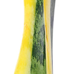 Sansevieria Laurenti