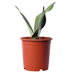Sansevieria Moonshine
