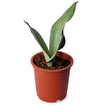 Sansevieria Moonshine