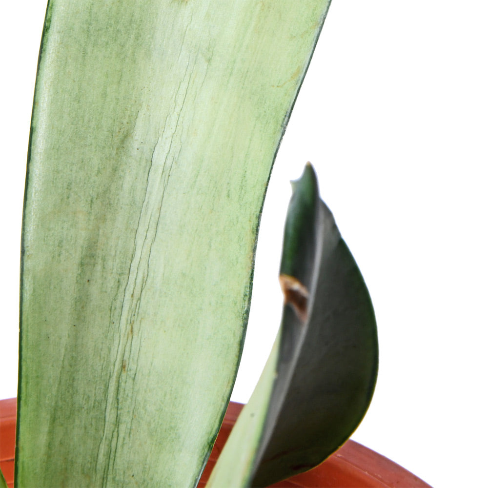 Sansevieria Moonshine