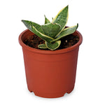 Sansevieria Priar Natural Live Plant with Nursery Pot