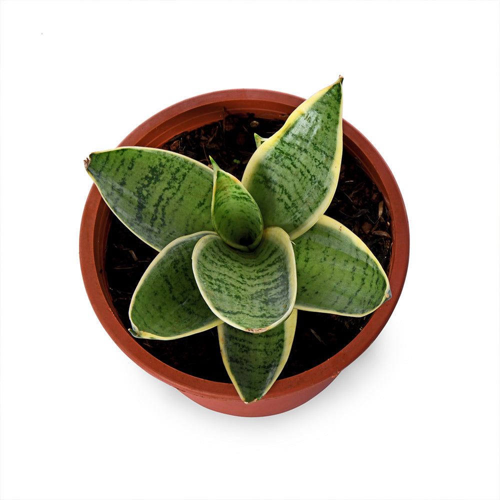 Sansevieria Priar Natural Live Plant with Nursery Pot