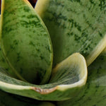Sansevieria Priar Natural Live Plant with Nursery Pot