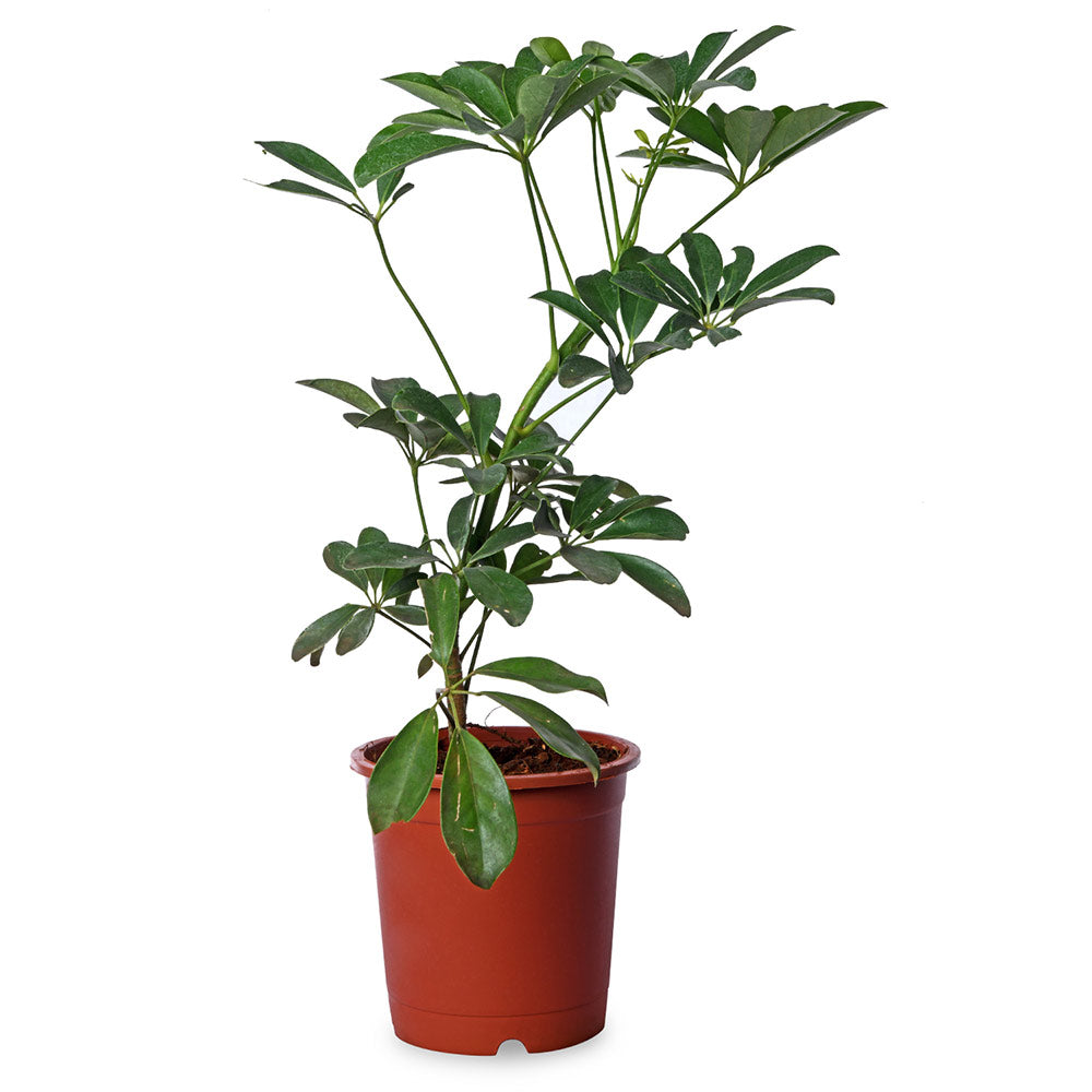 Schfflera