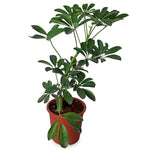 Schfflera