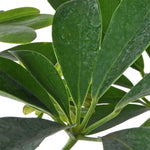 Schfflera