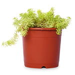 Sedum Gold Lineare Natural Live Plant with Nursery Pot