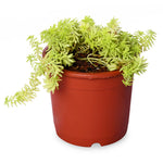 Sedum Gold Lineare Natural Live Plant with Nursery Pot