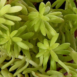 Sedum Gold Lineare Natural Live Plant with Nursery Pot