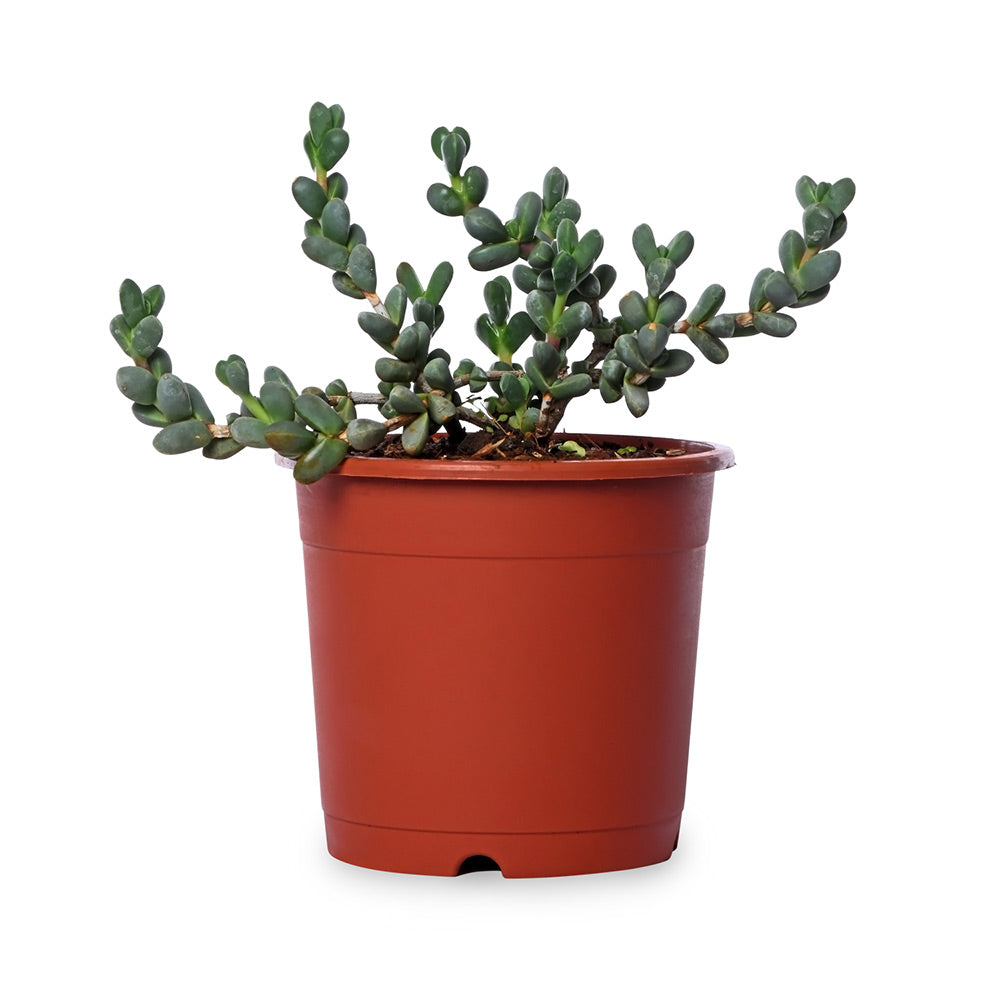 Senecio  Natural Live Plant with Nursery Pot
