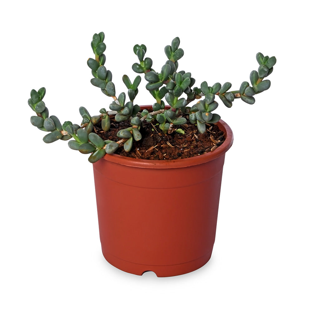 Senecio  Natural Live Plant with Nursery Pot