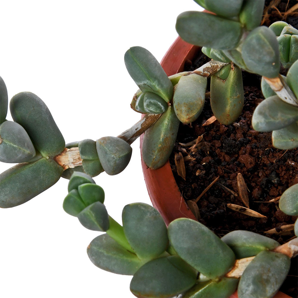 Senecio  Natural Live Plant with Nursery Pot