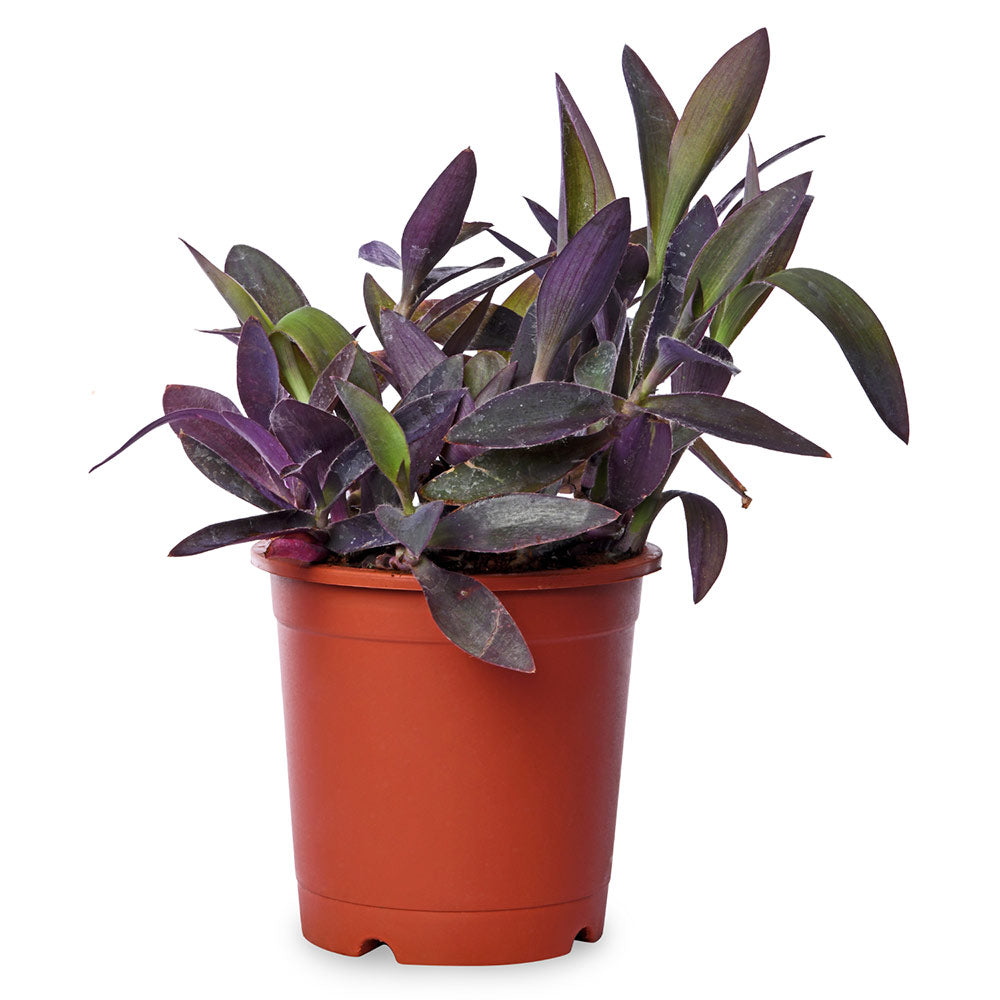 Setcresa Purpurea