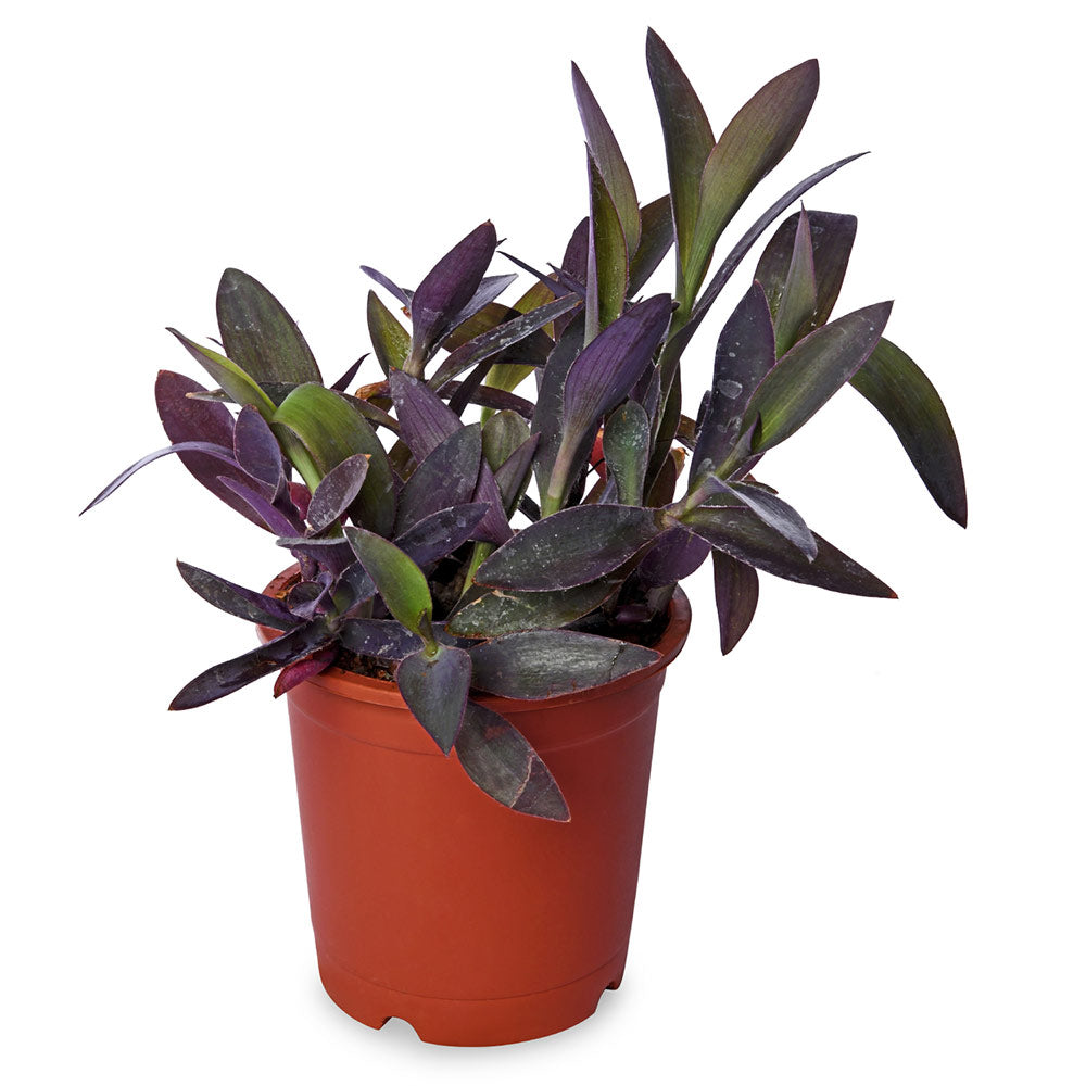 Setcresa Purpurea