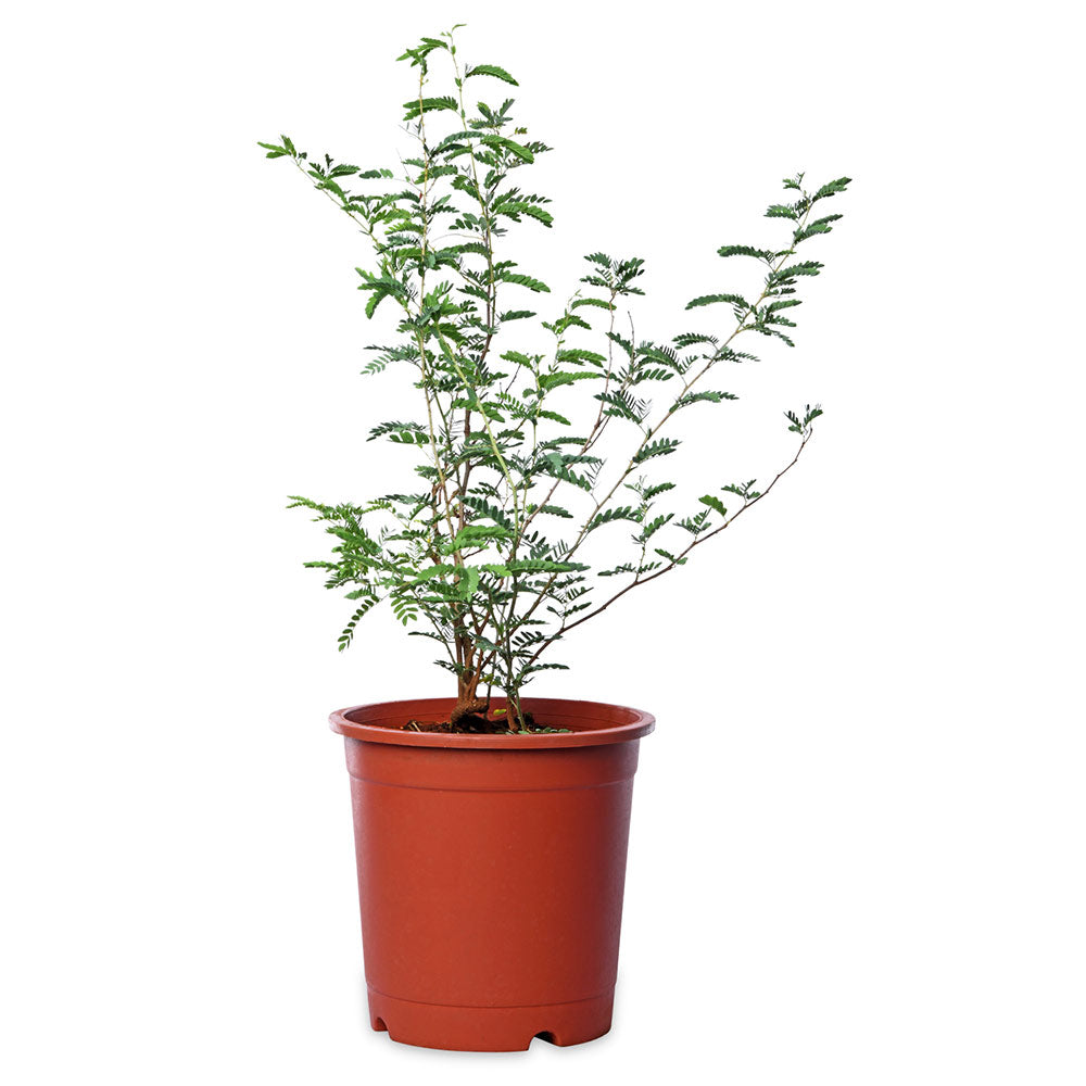 Shami Tree