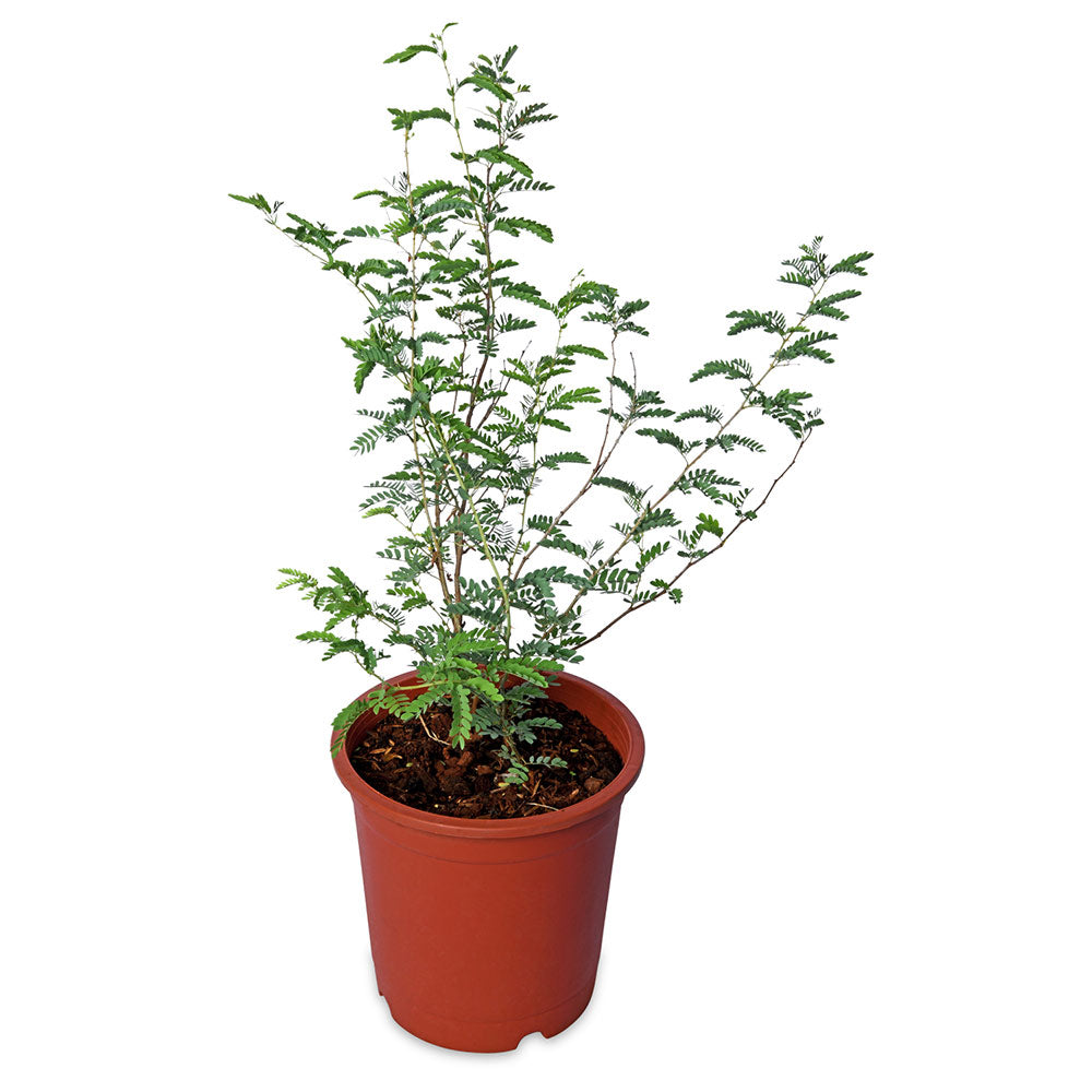 Shami Tree