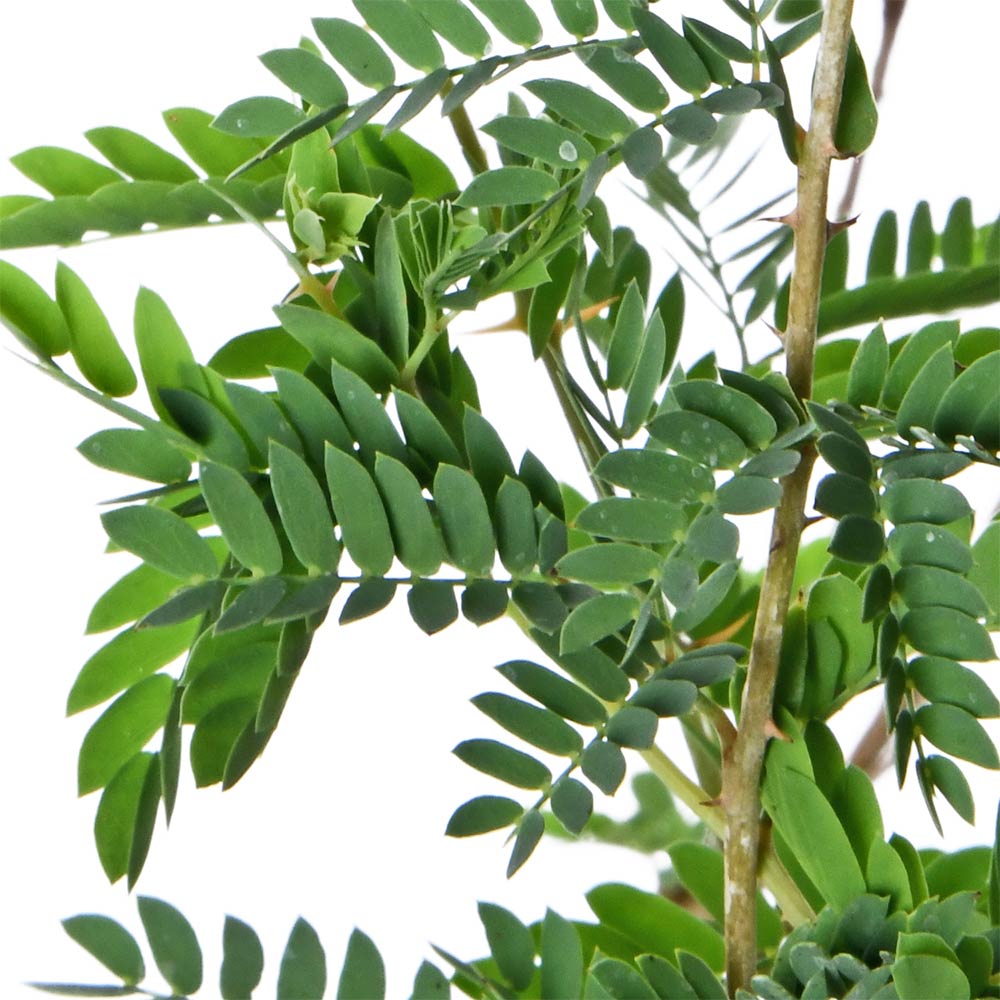 Shami Tree