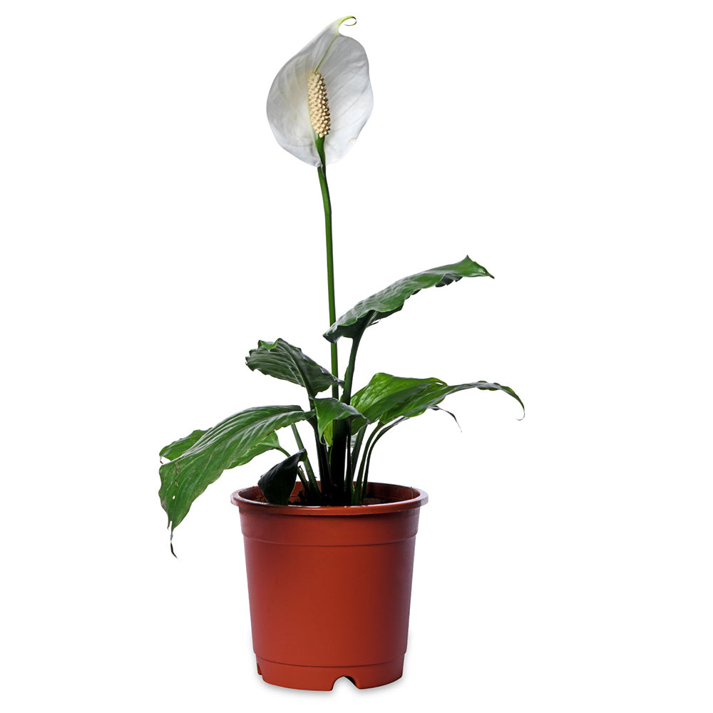 Spathiphyllum (Peace Lily)