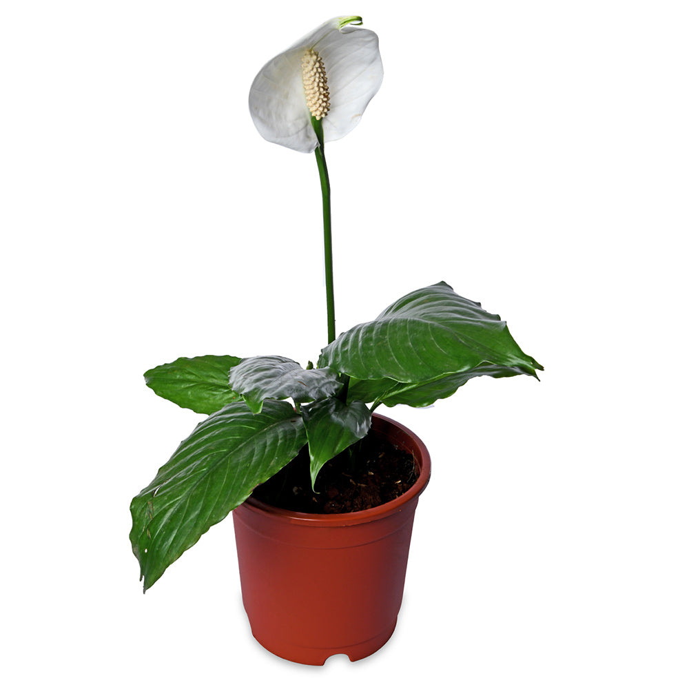 Spathiphyllum (Peace Lily)