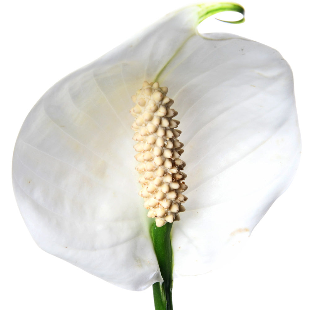 Spathiphyllum (Peace Lily)