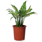 Spathiphyllum Varigated