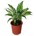 Spathiphyllum Varigated