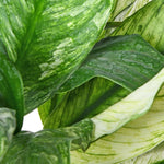 Spathiphyllum Varigated