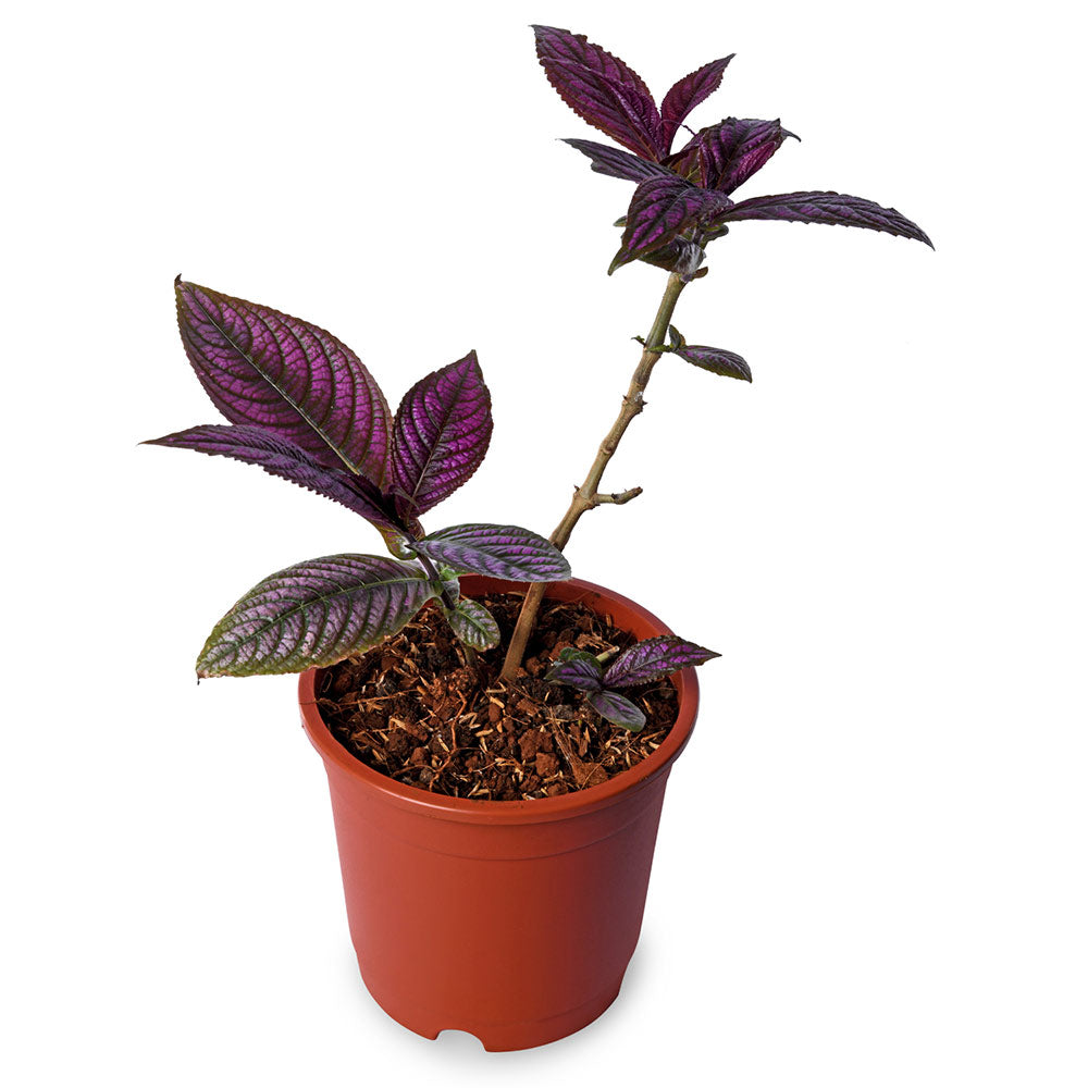 Strobilanthus