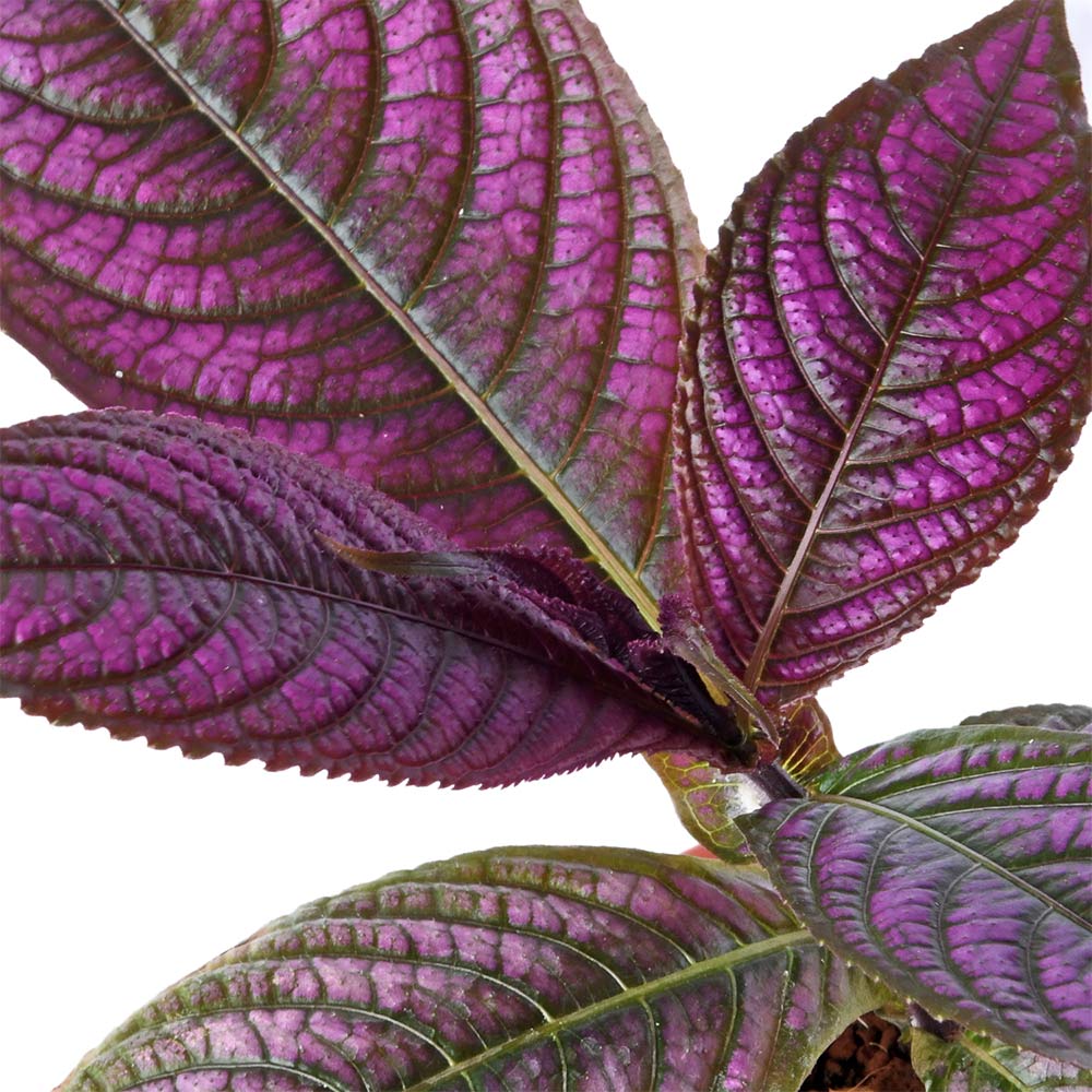 Strobilanthus