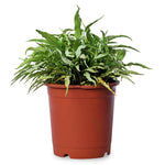 Syngonium Compacta