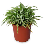 Syngonium Compacta