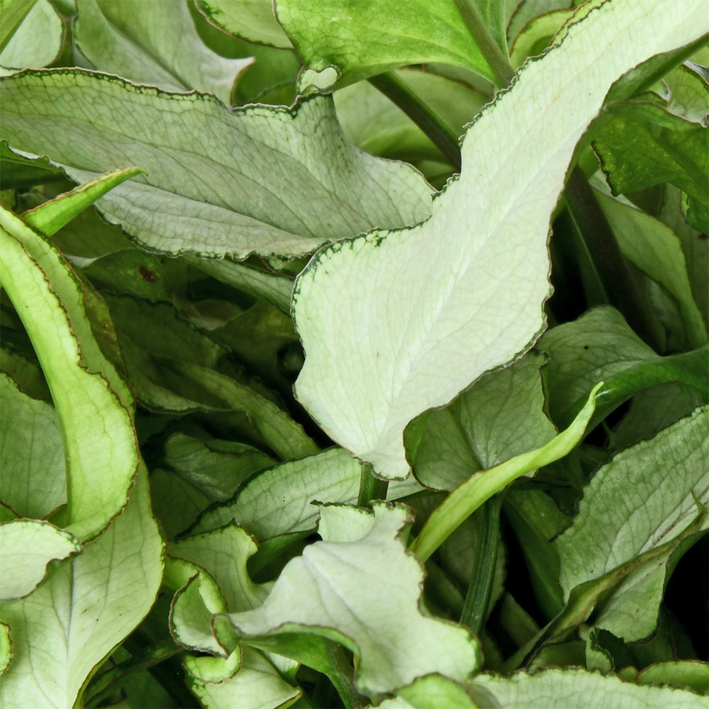 Syngonium Compacta