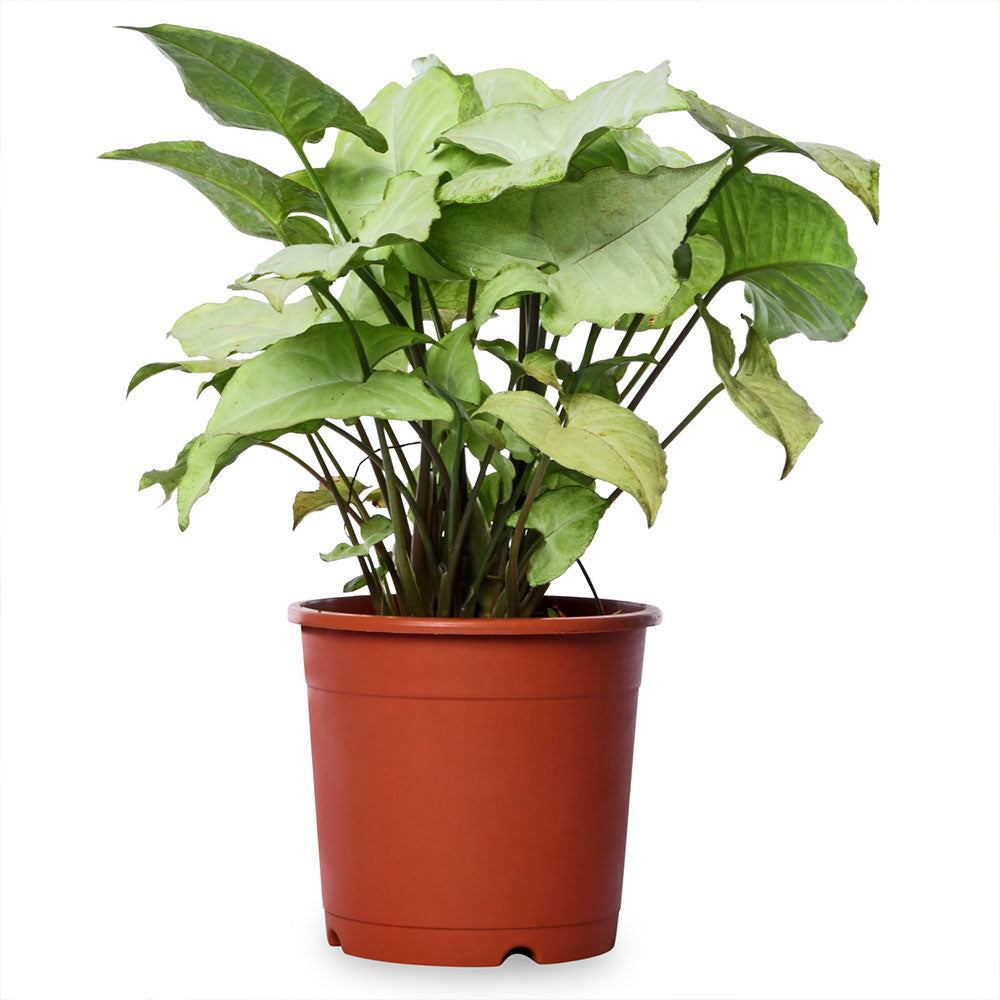 Syngonium Green