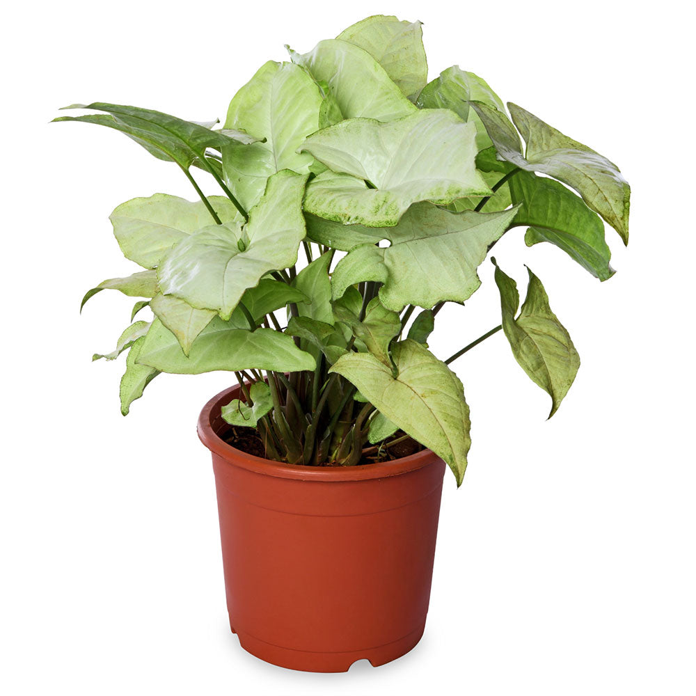Syngonium Green