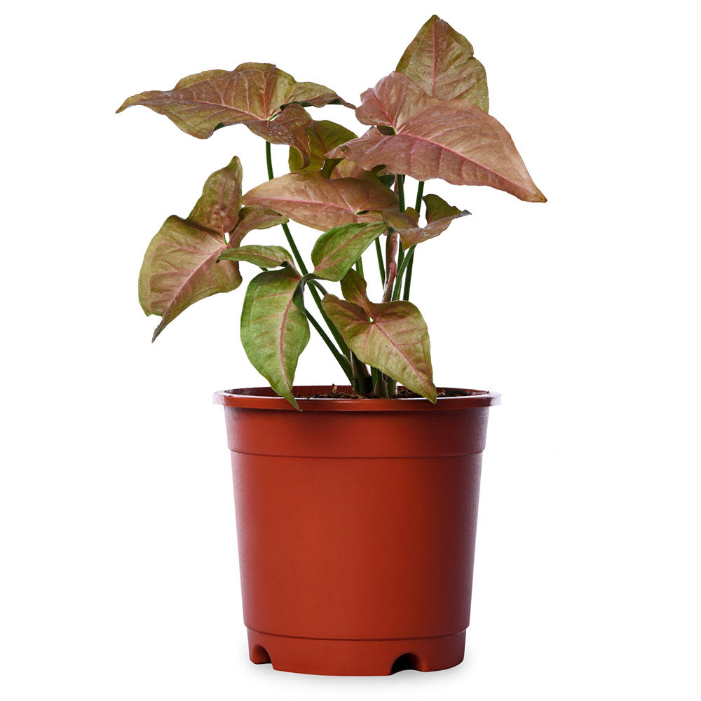 Syngonium Pink Natural Live Plant with Nursery Pot