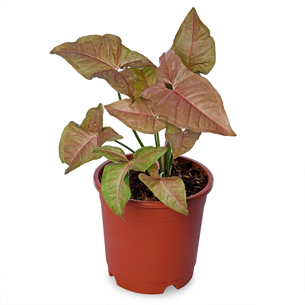 Syngonium Pink Natural Live Plant with Nursery Pot