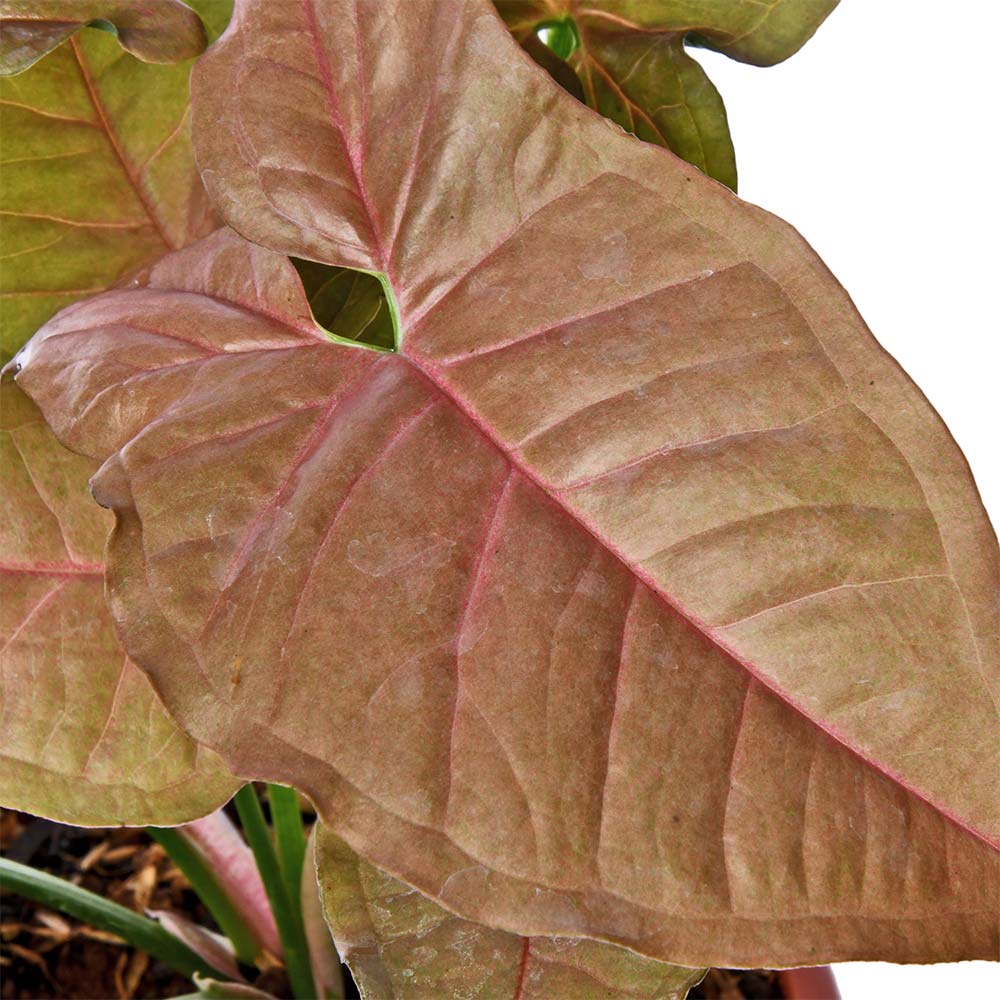 Syngonium Pink Natural Live Plant with Nursery Pot