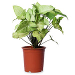 Syngonium Pixie