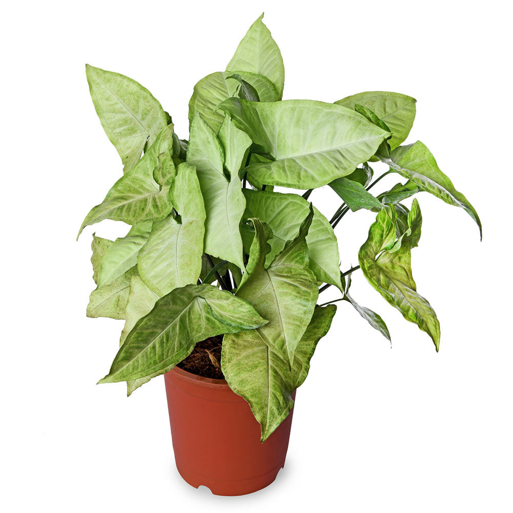 Syngonium Pixie
