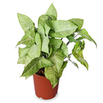 Syngonium Pixie