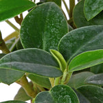 Teardrop Pepromia