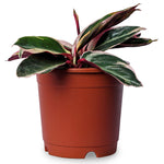 Triostar Stromanthe