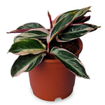 Triostar Stromanthe