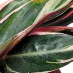 Triostar Stromanthe