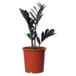Zamia Raven