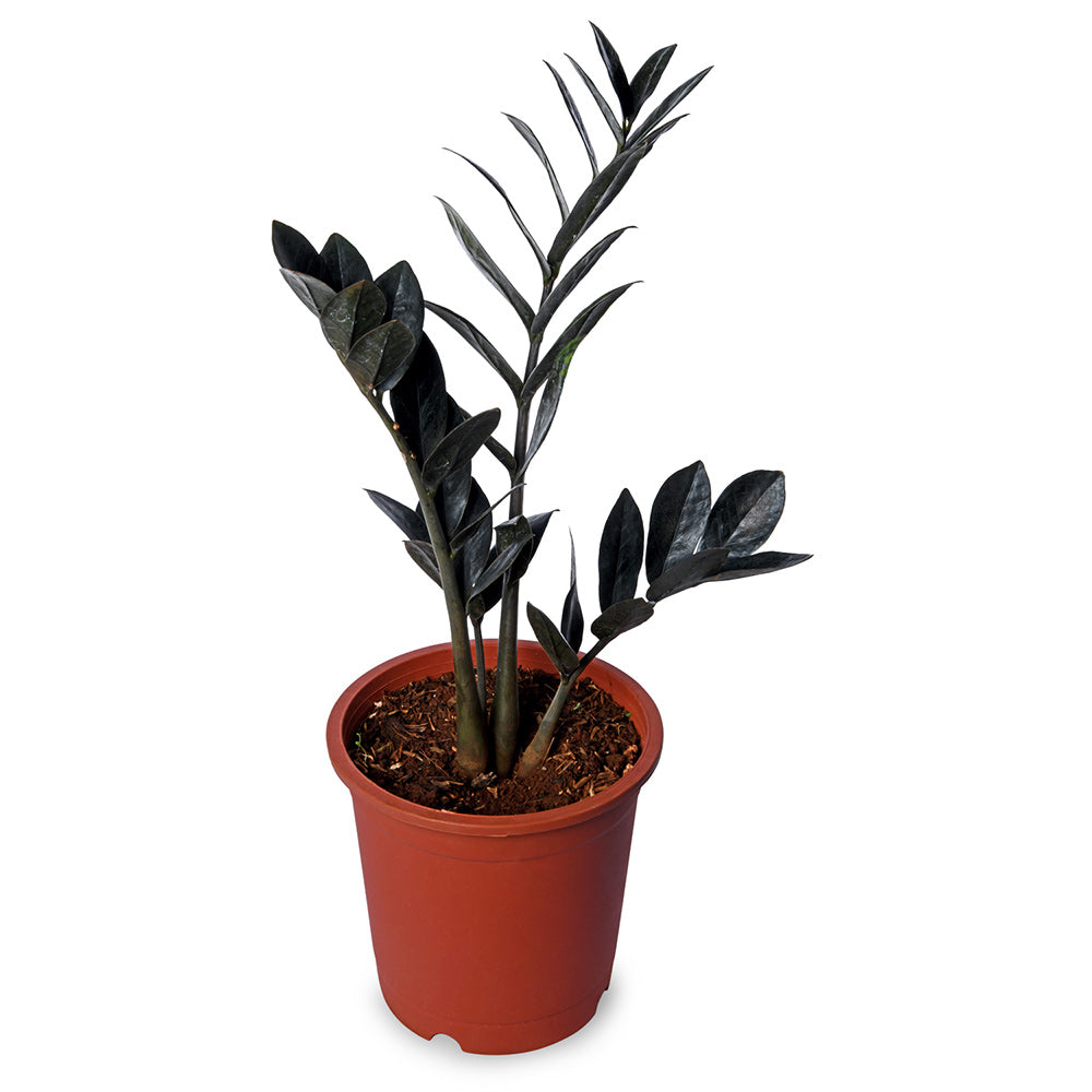 Zamia Raven