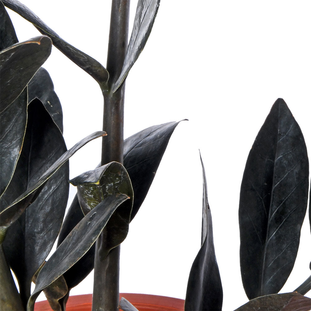 Zamia Raven