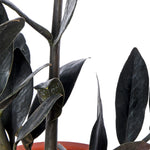 Zamia Raven