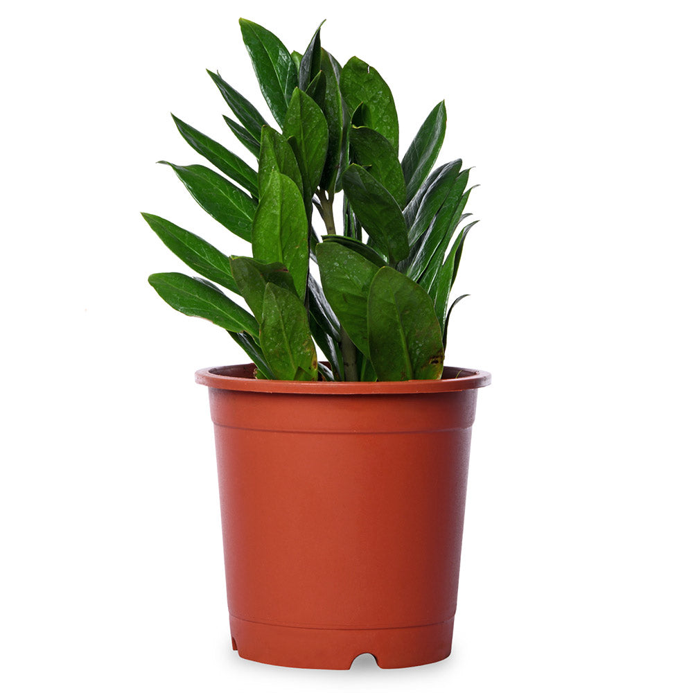 Zamia Zaimocolous Natural Live Plant with Nursery Pot