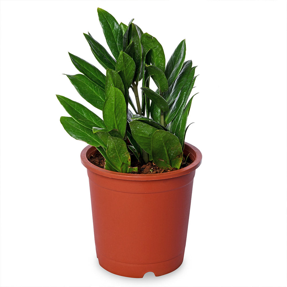 Zamia Zaimocolous Natural Live Plant with Nursery Pot